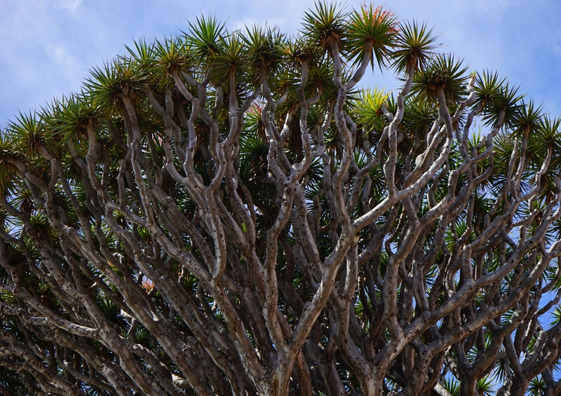 45053 Natur - Drachenbaum