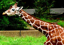 78053 Natur - Giraffe