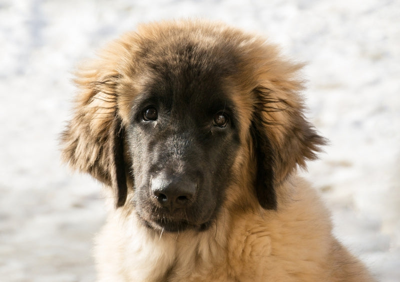 53395 Tierwelt - Leonberger