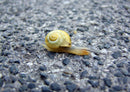 86639 Fortbewegung - Schnecke