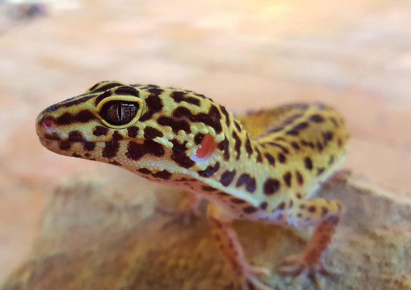 74427 Tierwelt - Gecko