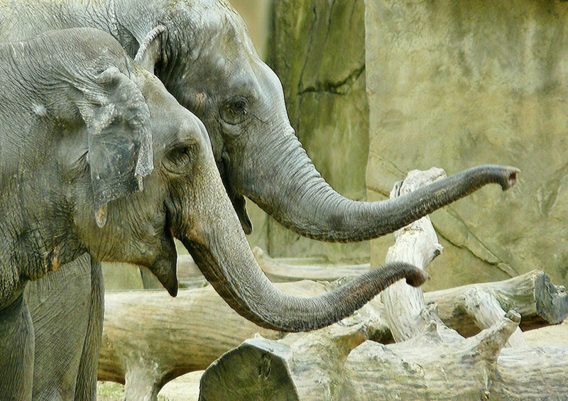 84945 Tierwelt - Elefant