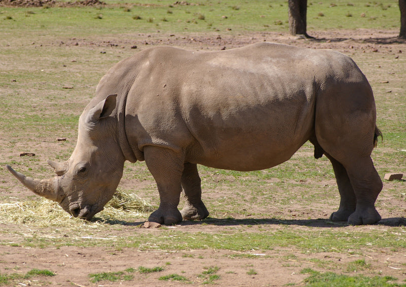 80128 Natur - Nashorn