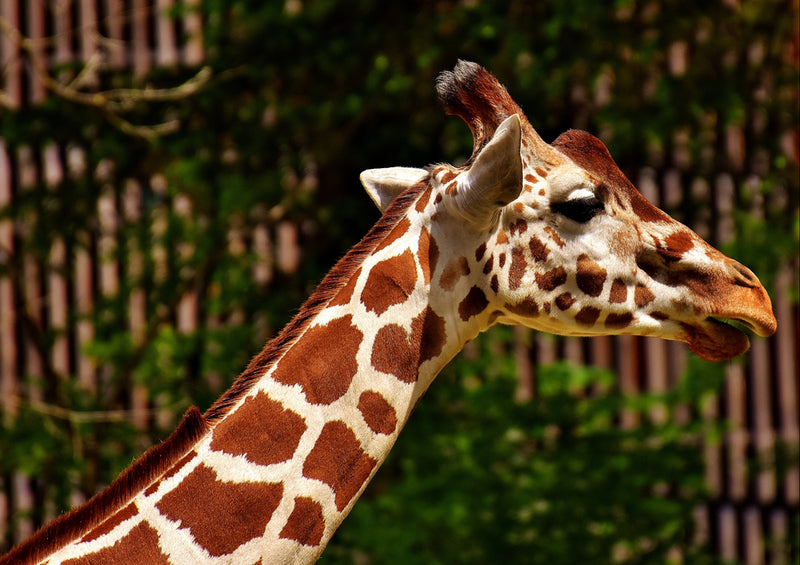 78842 Natur - Giraffe