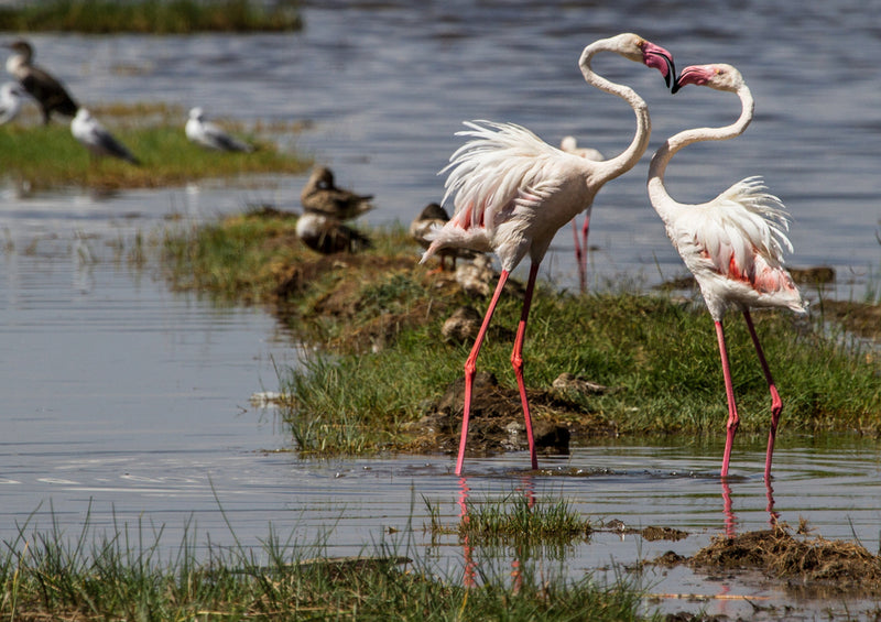 78755 Natur - Flamingos