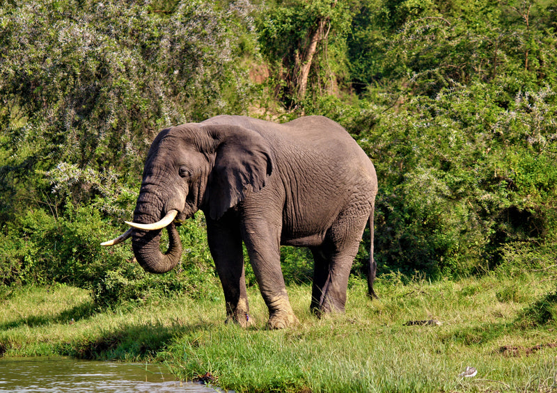 81447 Natur - Elefant