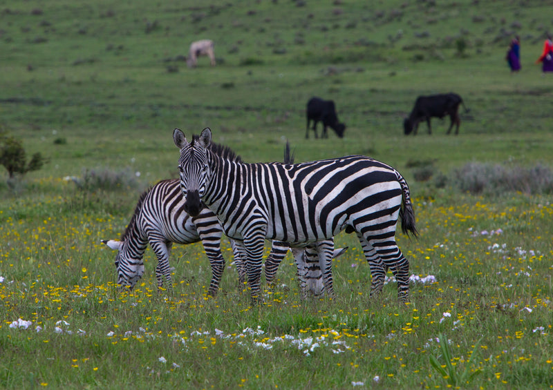 83423 Natur - Zebra