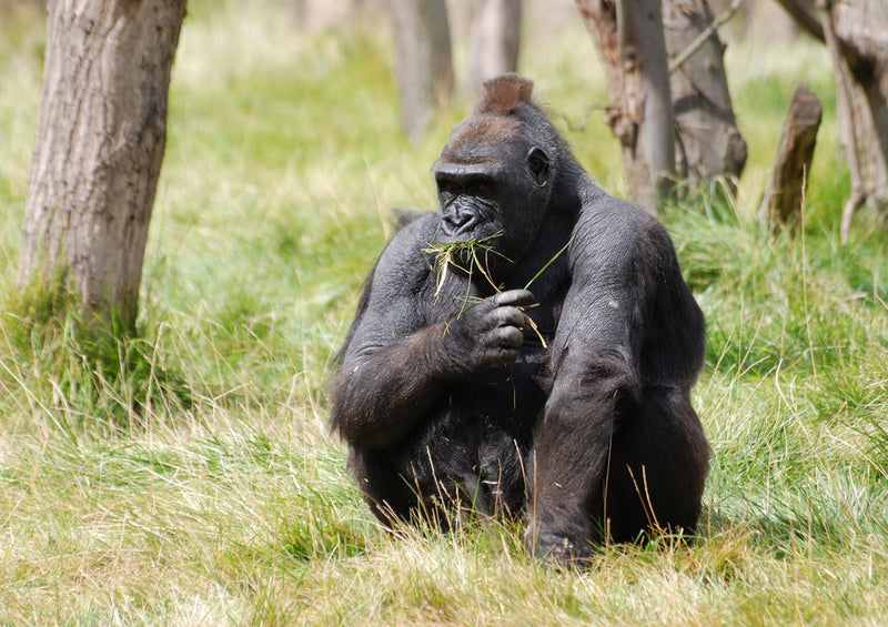 82926 Natur - Gorilla