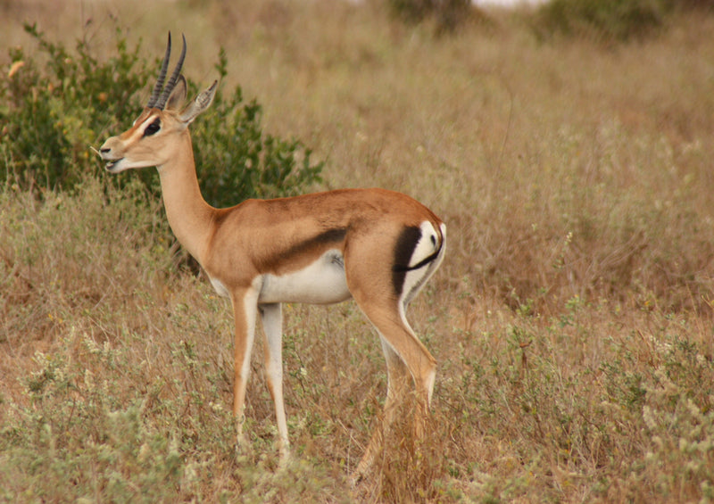 78012 Natur - Antilope