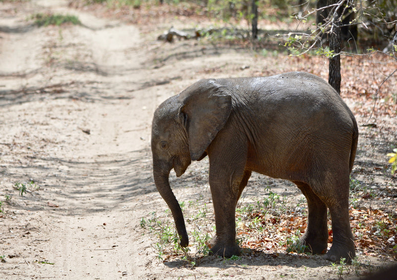 83968 Natur - Elefant