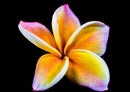 29698 Natur - Frangipani