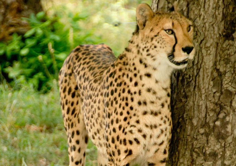 79218 Natur - Gepard