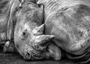 84873 Tierwelt - Nashorn