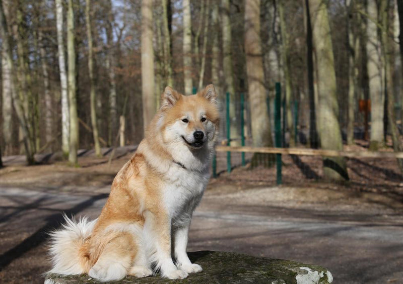 30568 Tierwelt - Eurasier