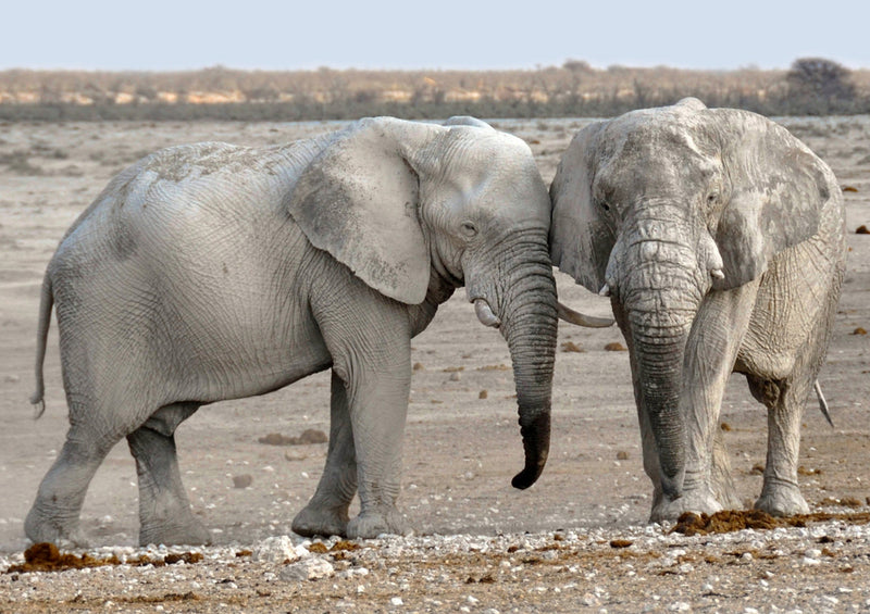 85002 Tierwelt - Elefant