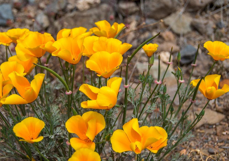 16927 Natur - Blumen