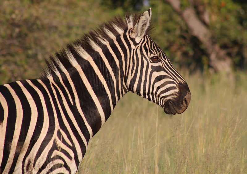 82802 Natur - Zebra