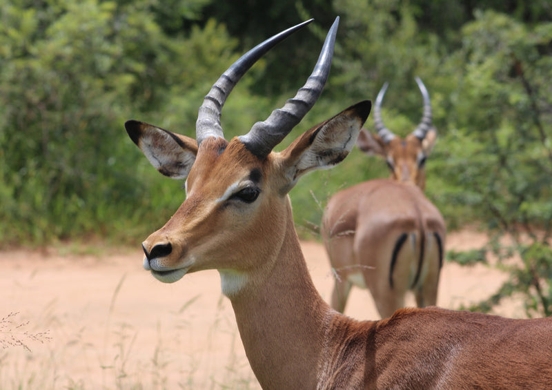 84139 Natur - Antilope