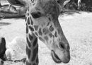 75458 Tierwelt - Giraffe