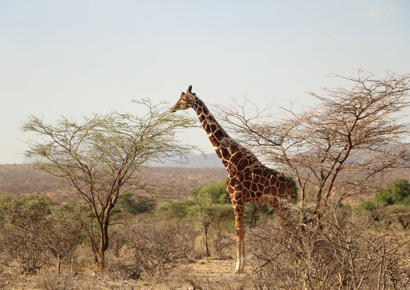 79050 Natur - Giraffe