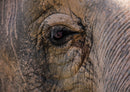 85762 Natur - Elefant