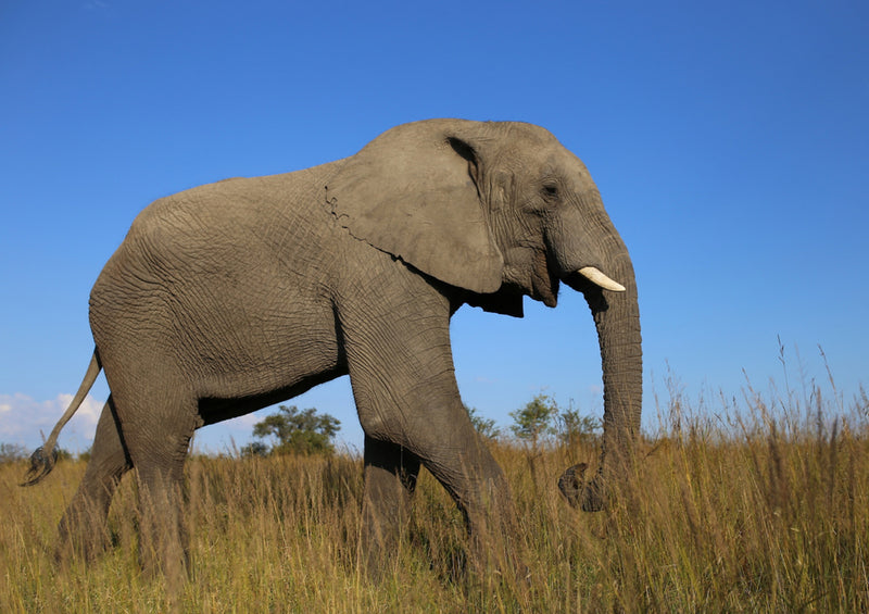 85010 Tierwelt - Afrikanischer Elefant