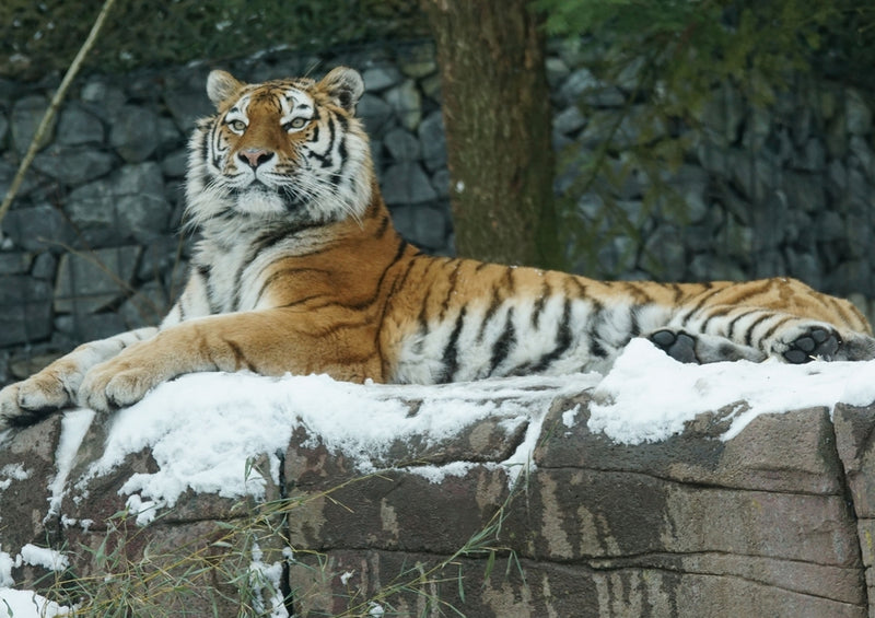 42817 Tierwelt - Tiger im Schnee