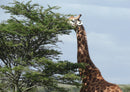 76525 Tierwelt - Giraffe