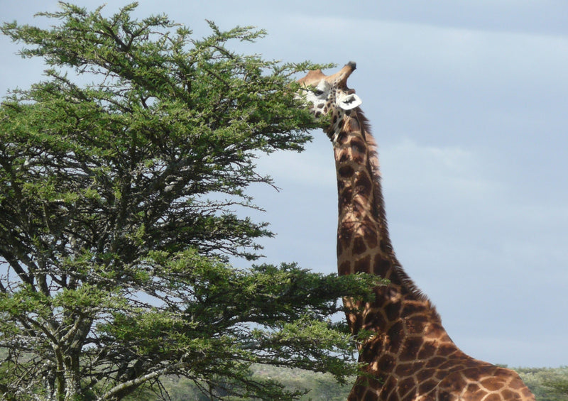 76525 Tierwelt - Giraffe