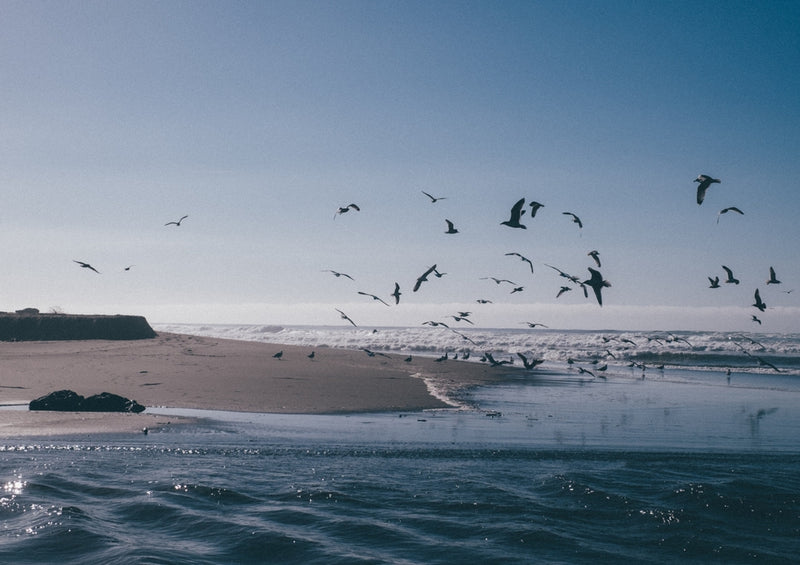 37590 Tierwelt - Vogel am Strand