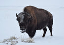 26883 Tierwelt - Bison