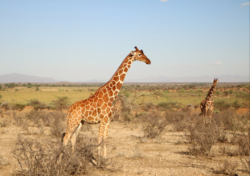 76021 Tierwelt - Giraffen