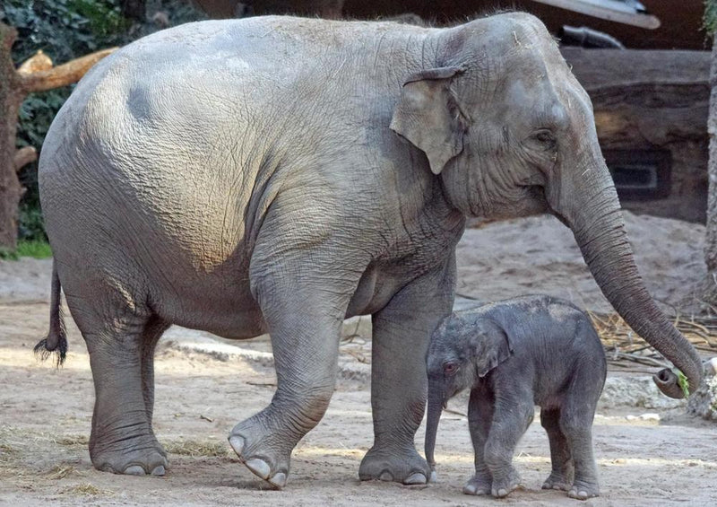 17105 Tierwelt - Elefant mit Baby