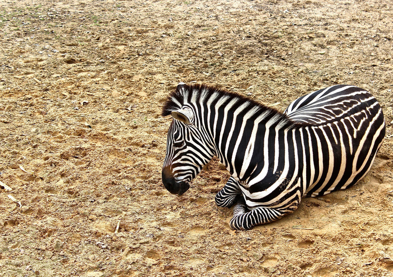 75812 Tierwelt - Zebra