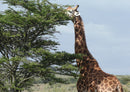 78309 Natur - Giraffe