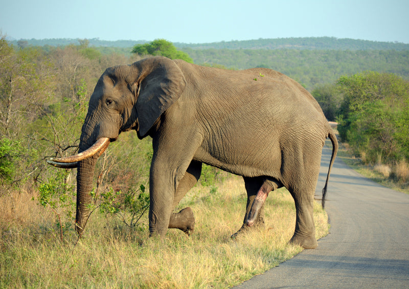 86900 Tierwelt - Elefant