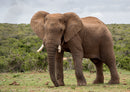 85739 Natur - Elefant