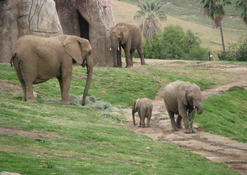 84880 Tierwelt - Elefanten