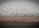 84168 Natur - Flamingos
