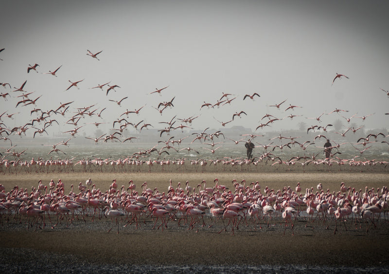 84168 Natur - Flamingos