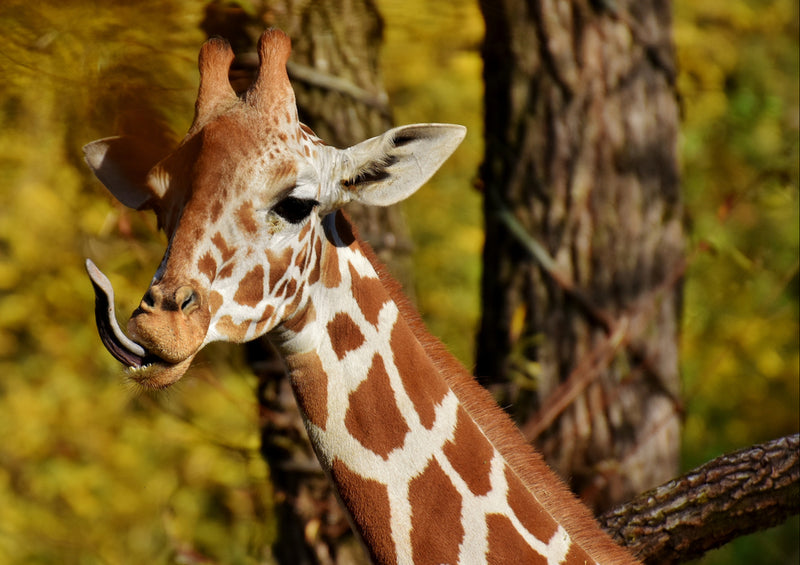 79116 Natur - Giraffe