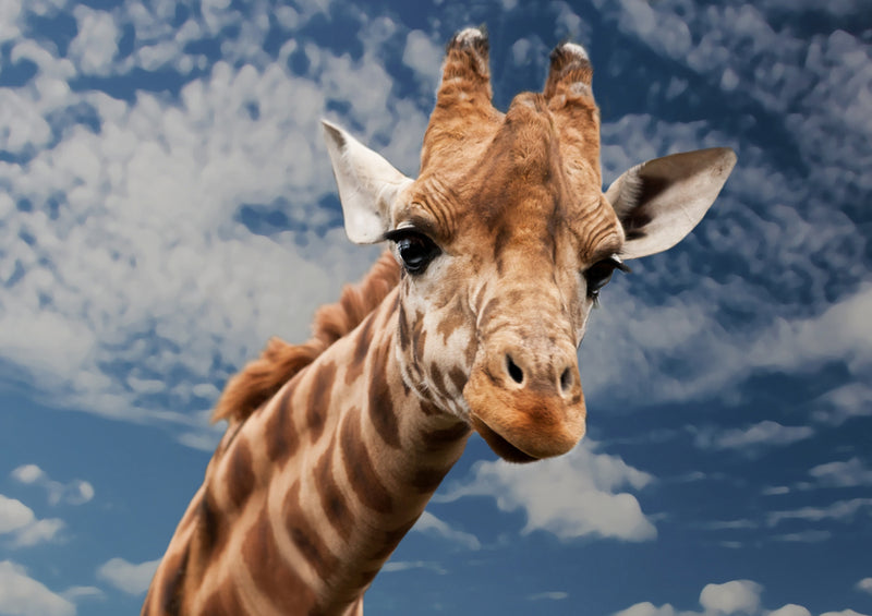 79142 Natur - Giraffe