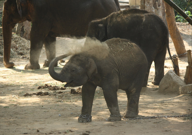 85145 Natur - Elefant