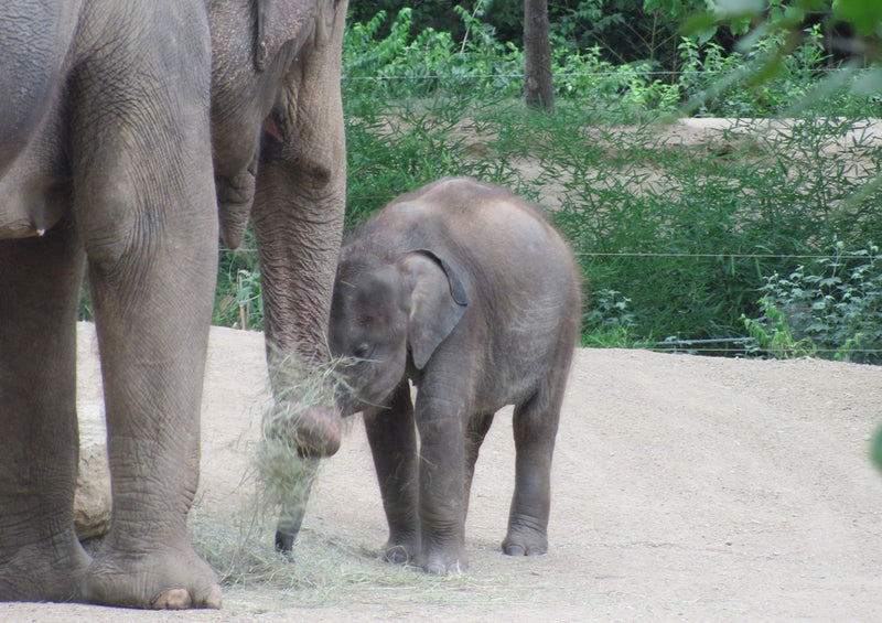 87268 Tierwelt - Elefantenfamilie