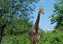 75019 Tierwelt - Giraffe