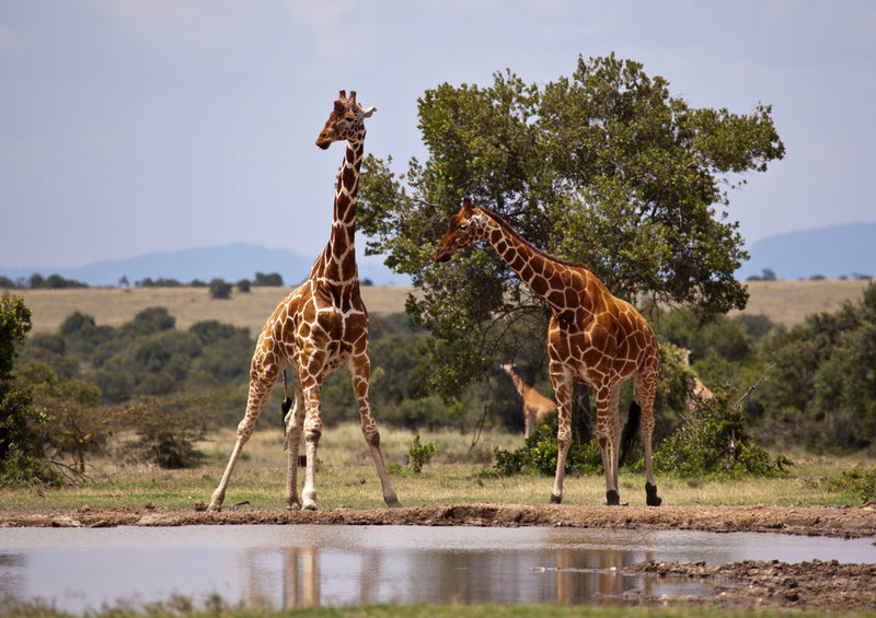 75049 Tierwelt - Giraffe