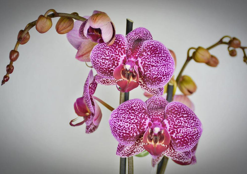 27313 Natur - Orchidee