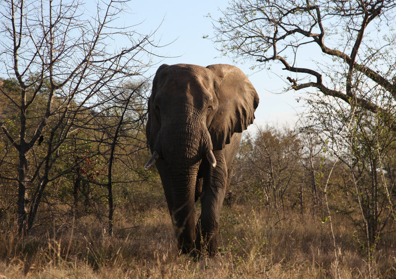 85735 Natur - Elefant