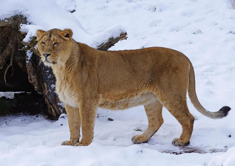 29954 Tierwelt - Löwe im Schnee