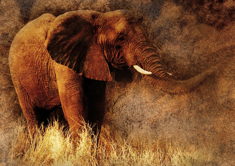 85681 Natur - Elefant